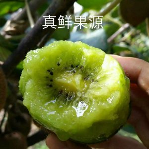 獼猴桃5斤大果