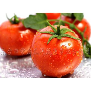 西紅柿
