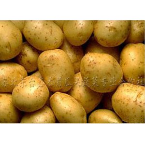 馬鈴薯