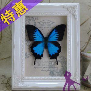 天堂鳳蝶 澳大利亞國(guó)蝶 真蝴蝶標(biāo)本 閨蜜生日結(jié)婚圣誕節(jié)禮物 包郵