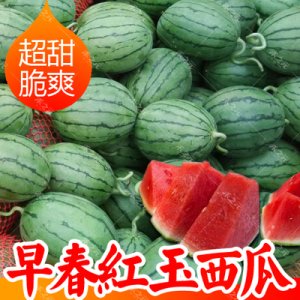 早春紅玉西瓜種子 日本進口 早熟 皮薄紅壤 水果西瓜 禮品2號R